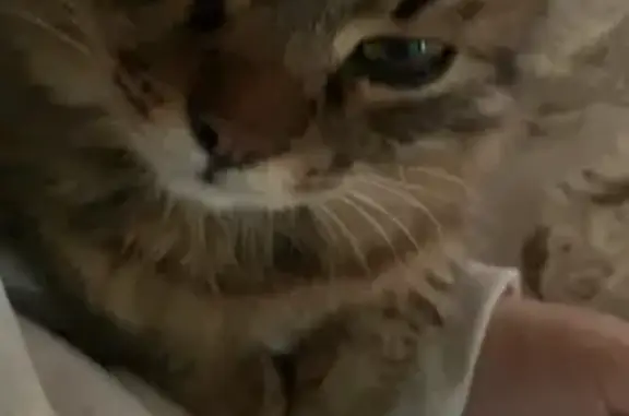 Пропал кот, Школьная улица, 51, Заречный - тигровый, пушистый - photo