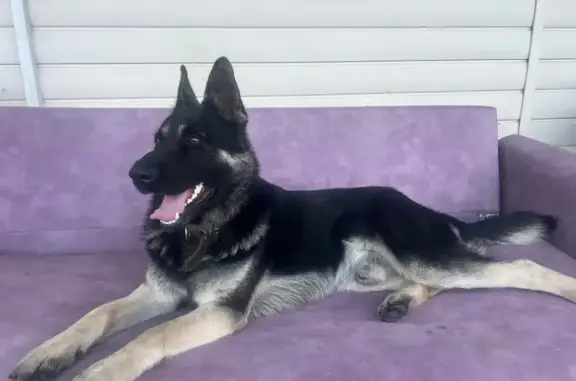 Пропал собака, Дражная улица, 58, Миасс - восточноевропейская овчарка, кличка Тор - photo