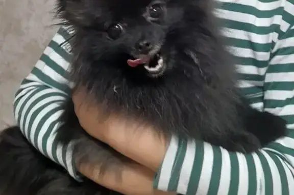 Пропала собака, девочка, Центральный проезд, 2А, Ивантеевка - померанский шпиц - photo