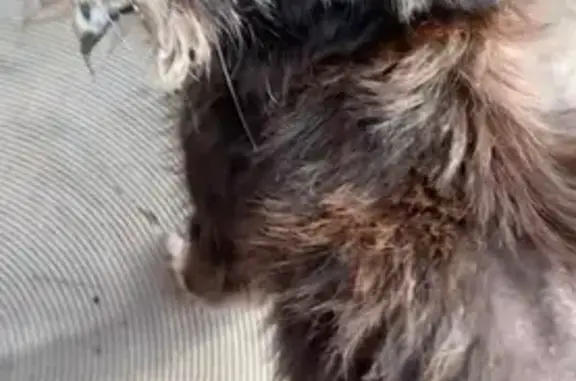 Пропала собака, женская, Зоотехническая улица, Абакан - отсутствует нижняя челюсть - photo