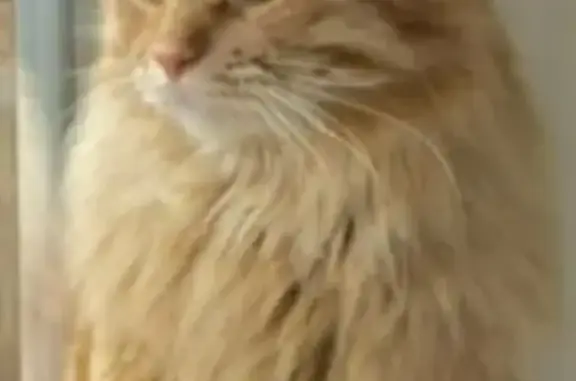 Пропал кот, Салават, Башкортостан - рыжий, пушистый, любит детей - photo