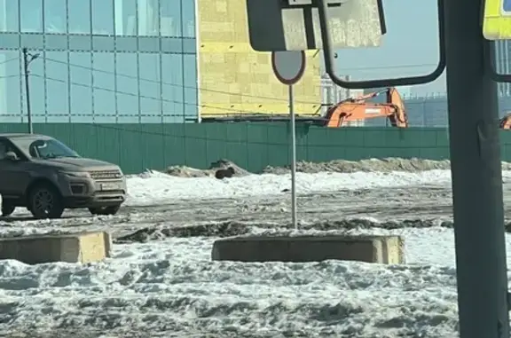 Найдена собака, Челябинск, фото: Найден собака, улица Университетская Набережная, Челябинск - коричневый, похож на спаниеля