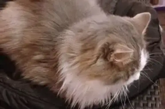 Пропал кот, Терновка, Белгородская область - бело-серый окрас, зелёные глаза - photo