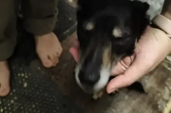 Найдена собака, Тюмень, фото: Найдена собака, улица Республики, 176, Тюмень - замёрзшая и не отходит с места