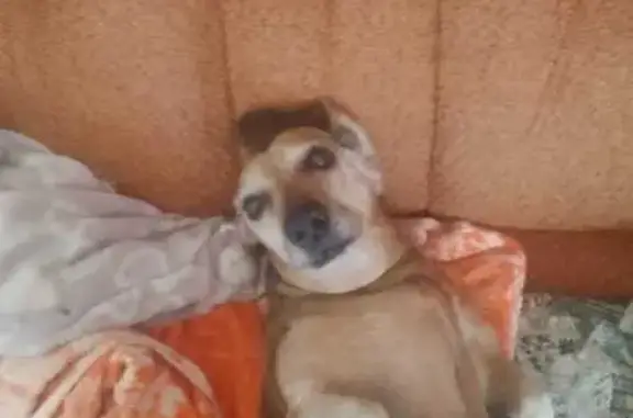 Пропала собака, Пионерская улица, 3, Челябинск - рыжая такса - photo