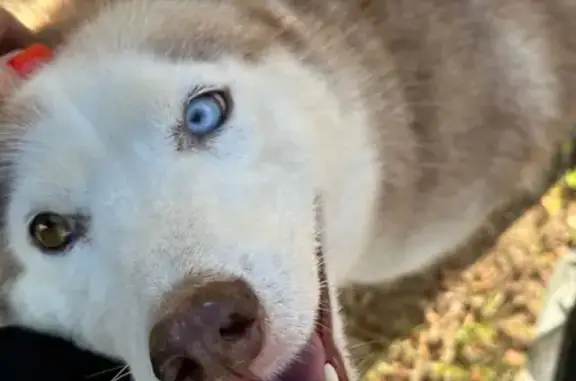 Пропала собака, улица Гагарина, Комсомолец - photo
