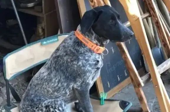 Собаки потеряшки, Краснодар, фото: Потеряшка собака, Сормовская улица, 20, Краснодар - пятнистый окрас, добродушная