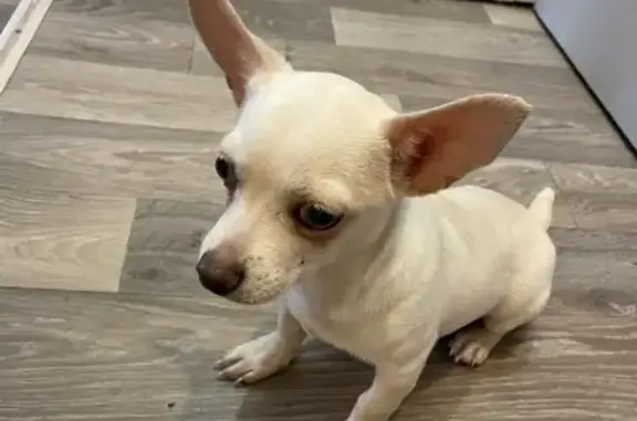 Найдена собака, Челябинск, фото: Найден собака, мужской, проспект Ленина, 21, Челябинск - очень добрый и игривый