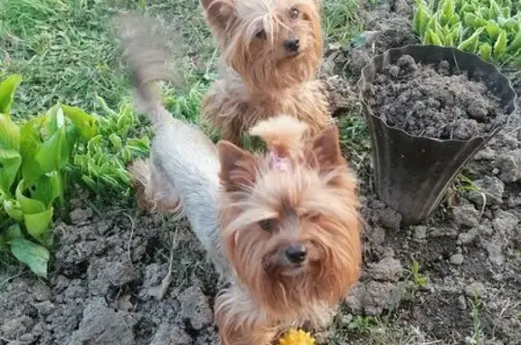 Пропал собака, Красная площадь, Москва - мужской, ошейник с колокольчиком - photo