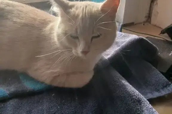 Пропал кот, Госпаровская улица, 7, Тюмень - зовут Сеня - photo