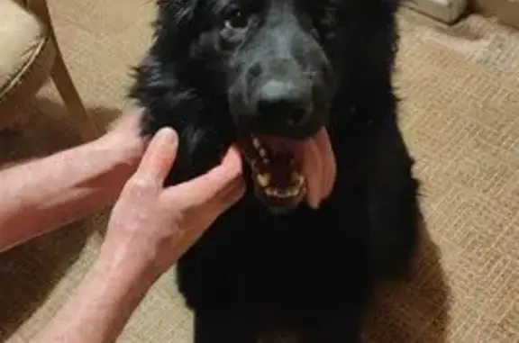 Найдена собака, Москва, фото: Найден собака, улица Кравченко, 8, Москва - черный, молодой пацан