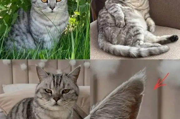 Пропала кошка, Уриковское сельское поселение, Иркутская область - особая примета: шрам на левом ушке - photo