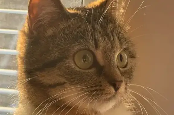 Пропала кошка, Ново-Советская улица, 112, Брянск - камышовый окрас - photo