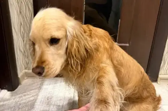 Найдена собака, Иркутск, фото: Найден собака, мужской, улица Ярославского, 366, Иркутск - рыжего цвета с черным ошейником