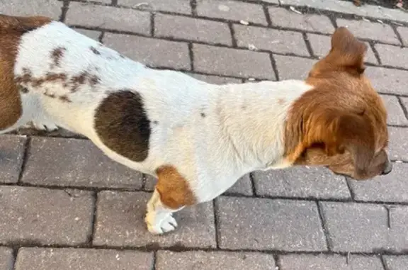 Найдена собака, Москва, фото: Найдена собака, Новопетровский проезд, Москва - дружелюбная, без ошейника