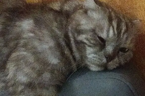 Пропала кошка, улица Емлютина, 44Е, Саратов - photo