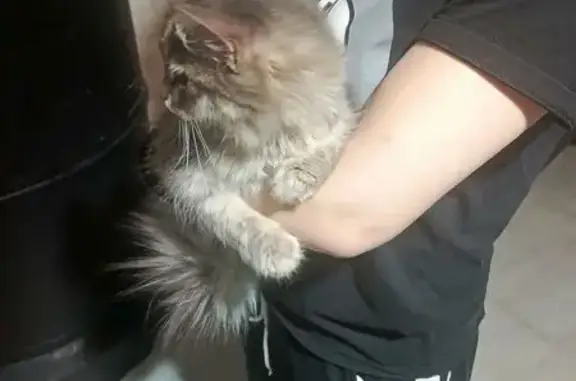 Найдена кошка, Троицк, фото: Найдена кошка, улица Энгельса, 126, Троицк - серая пушистая