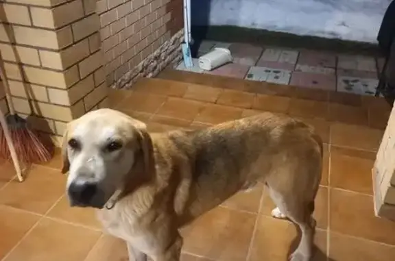 Найдена собака, Клемёново, фото: Найден собака, мужской, Лесной переулок, Клемёново - светло коричневый окрас