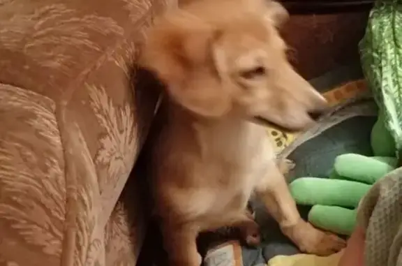 Найдена собака, Тамбов, фото: Найдена собака, женский пол, Советская улица, городской округ Тамбов - похожа на таксу