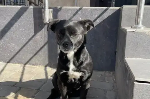 Найдена собака, Краснодар, фото: Найдена собака, женская, улица Леонида Лаврова, Краснодар - черная с белой грудкой