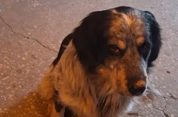 Найдена собака, Волгоград, фото: Найден собака, мужской, Красноармейский, Волгоград