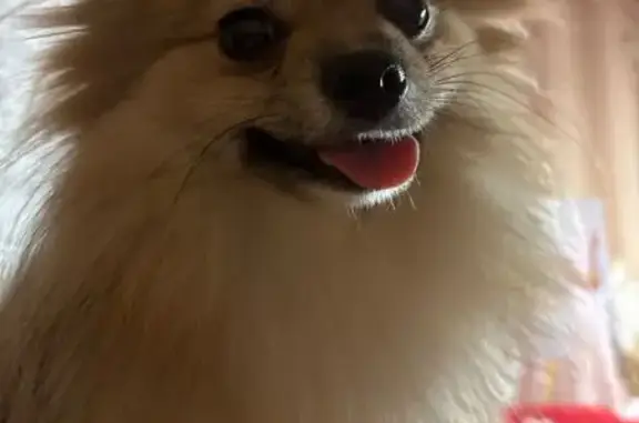 Пропала собака, женский пол, улица Осипенко, 43, Ейск - светло рыжий с белым - photo