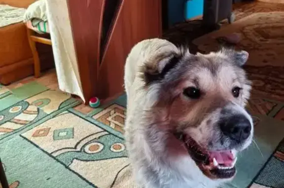 Найдена собака, Сквер Депутатов, Тюмень - девочка сливочного окраса - photo