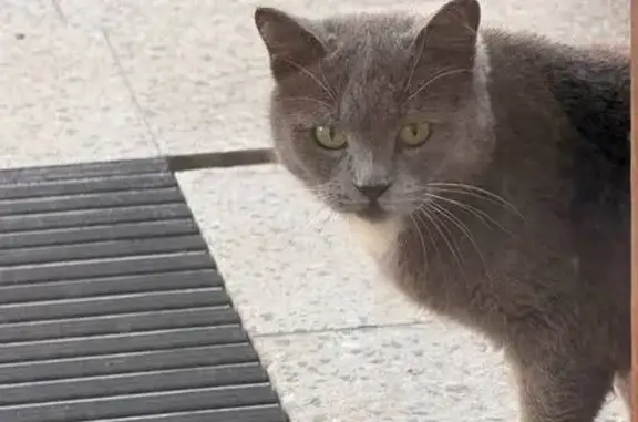 Найдена кошка, Москва, фото: Найдена кошка, улица Адмирала Макарова, Москва - серо-белая с зелеными глазами