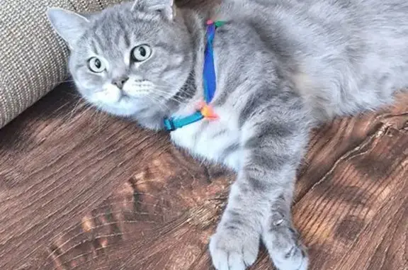 Найдена кошка, Иваново, фото: Найдена кошка, улица Красных Зорь, 51, Иваново - серая с полосками