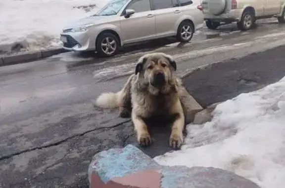 Найдена собака, Южно-Сахалинск, фото: Найдена собака, Южно-Сахалинск - белая с чёрным оттенком
