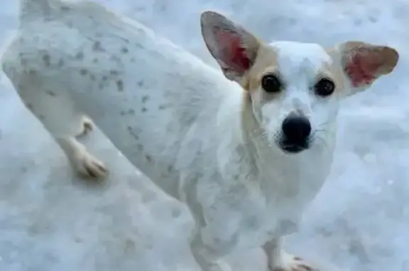 Пропала собака, женский пол, Заводская улица, Узловая - похожа на джек-рассела - photo