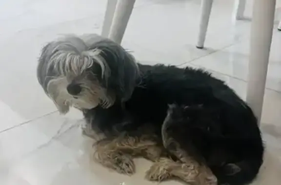 Найдена собака, Краснодар, фото: Найдена собака (женский пол), улица Гагарина, 118, Краснодар - отсутствуют зубы