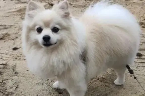 Пропал собака, проспект Чкалова, 52, Дзержинск - photo