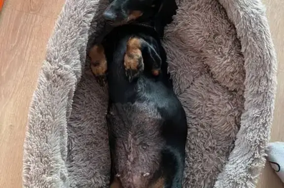 Пропала собака, Лесная улица, 2, Первомайский - такса с швом на животе - photo