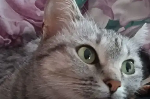 Пропала кошка, Курская улица, Камышин - окрас серый, отзывается на имя Луна - photo