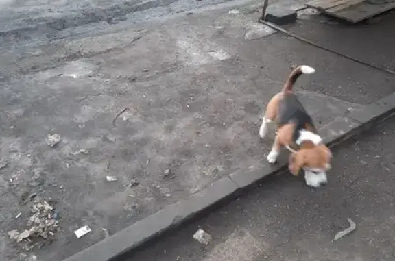 Найдена собака, Саратов, фото: Найден собака, мужской, проспект Энтузиастов, Саратов - бигль без аммуниции