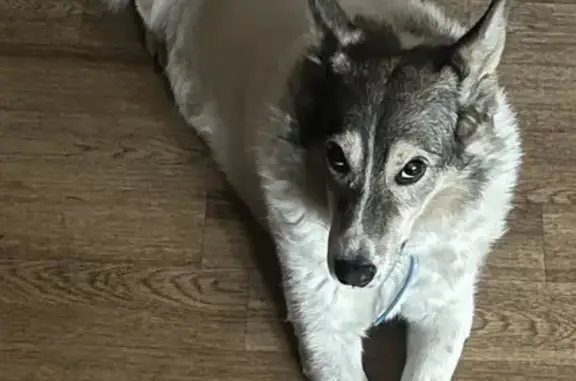 Пропала собака, улица Ворошилова, 2, Химки - коричневая мордочка - photo