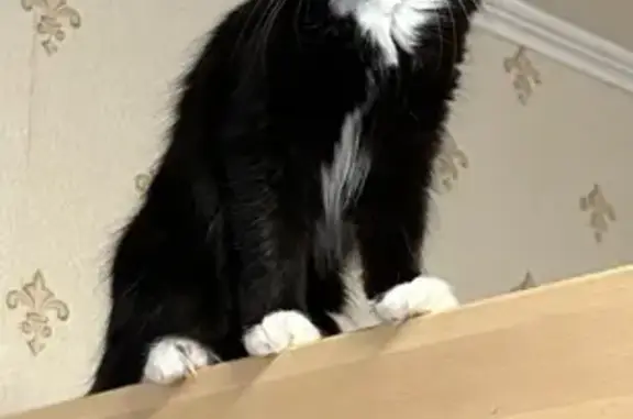 Пропала кошка, Октябрьский проспект, 153, Киров - photo