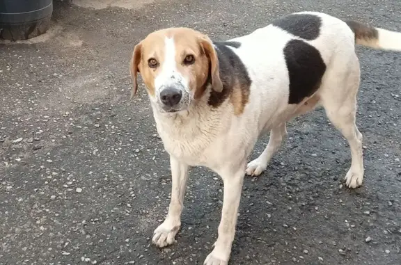 Пропала собака, Молодёжная улица, Берсеневка - русская гончая пегая - photo