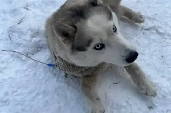 Пропала собака, Апраксинская улица, Парголово - ошейник с карабином - photo