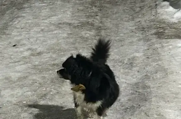 Найдена собака, Челябинск, фото: Найден собака, улица Рылеева, 6А, Челябинск - небольшой, активный и контактный