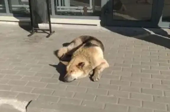 Найдена собака, Тверь, фото: Найден собака, улица Фурманова, 74, городской округ Тверь - молодая овчарка с ошейником
