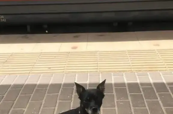 Пропал собака, улица Короленко, Казань - photo