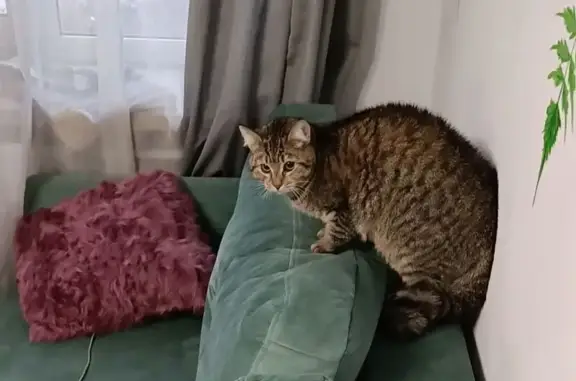 Пропала кошка, Кузнецовская улица, 24, Санкт-Петербург - рыже-коричневая полосатая - photo