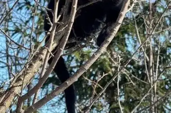 Найдена кошка, улица Чехова, 8, Тула - чёрная, испуганная на дереве - photo
