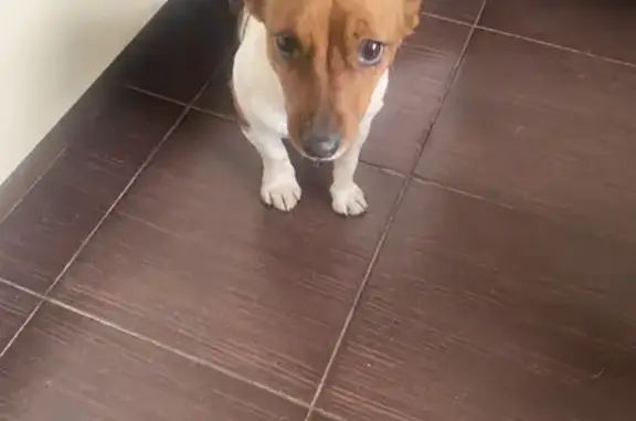 Найдена собака, Москва, фото: Найдена собака, женская, Нарвская улица, Москва - Джек Рассел терьер