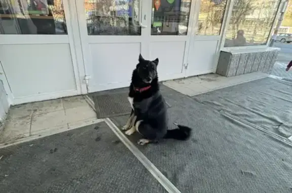 Найдена собака, Тула, фото: Найден собака, Красноармейский проспект, Тула - красный ошейник