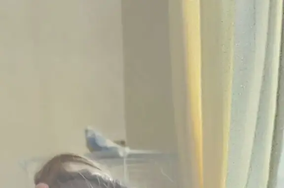 Пропал птица, Ключевая улица, 30, городской округ Тамбов, Тамбов - photo