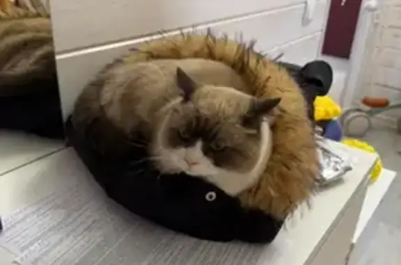 Пропал кот, Весенняя улица, 2, Городок - манчкин с голубым ошейником - photo