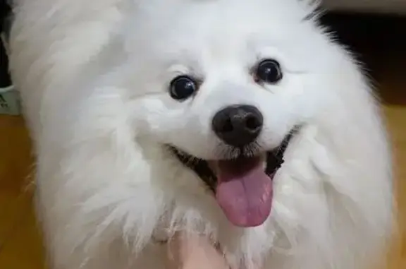 Найдена собака, Верхняя Пышма, фото: Найден собака, мужской, улица Кривоусова, Верхняя Пышма - шпиц белый